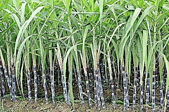 Kako uzgajati šećernu trsku Metoda uzgoja šećerne trske