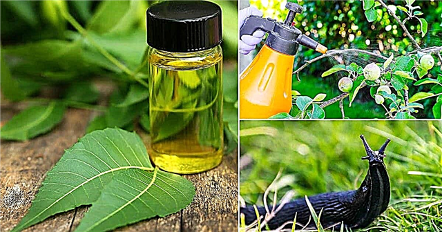 10 použití organického neemového oleje pro zahradu | Výhody oleje Neem