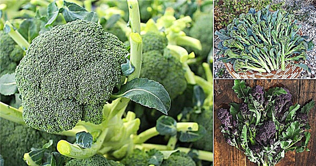 30 druhov odrôd brokolice Najlepšie odrody brokolice k rastu