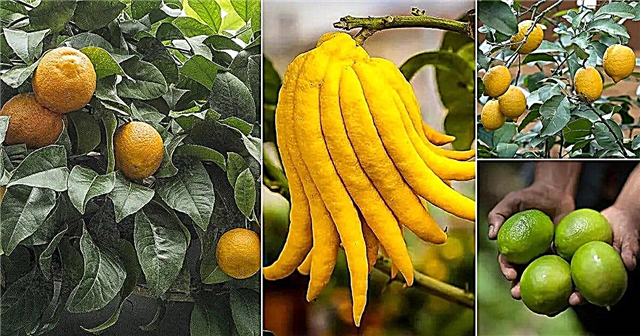 さまざまな種類のレモンと写真|最高のレモン品種
