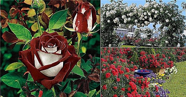 17 tipos diferentes de rosas | Las mejores variedades de rosas