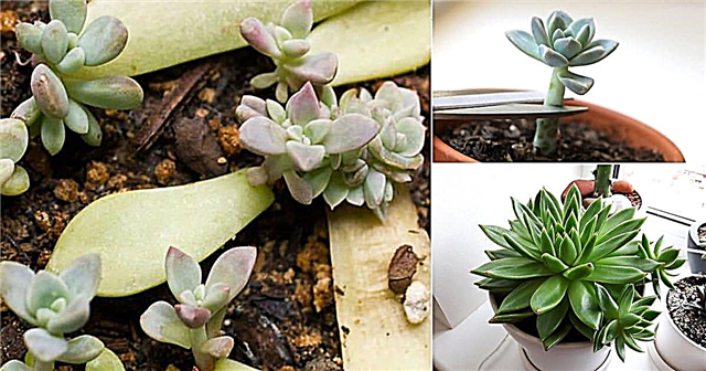 Segalanya Tentang Menyebarkan Succulents: 4 Cara Dasar