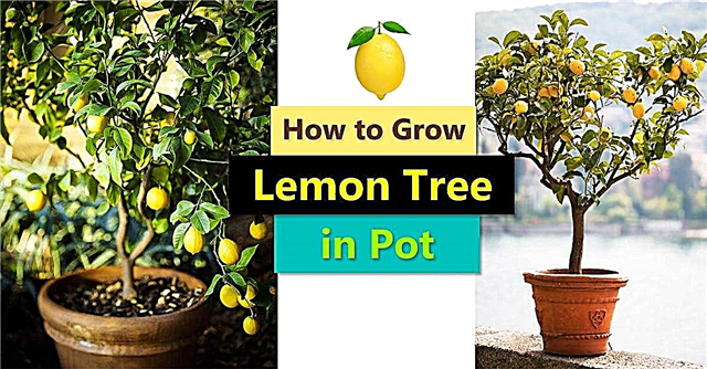 Sådan dyrkes et citrontræ i gryden Pleje og voksende citrontræ