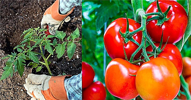 Поставете тези 8 неща във вашата дупка за засаждане на домати за най-добрите домати някога