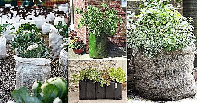 12 daržovių, kurias galite lengvai auginti maišeliuose „Grow“