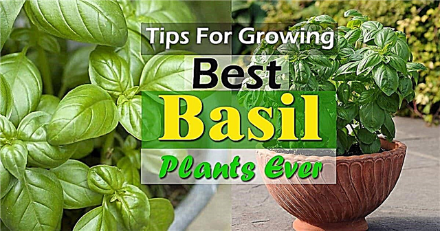 9 tipů pro pěstování bazalky k pěstování nejlepších rostlin bazalky