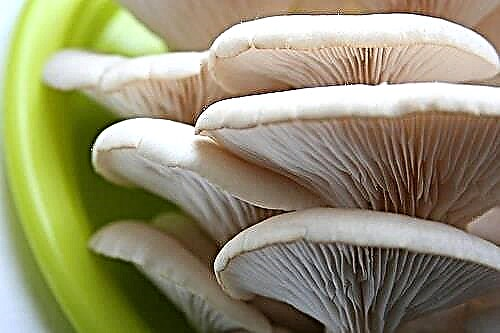 Kasvavat sienet kahviloissa | tee-se-itse