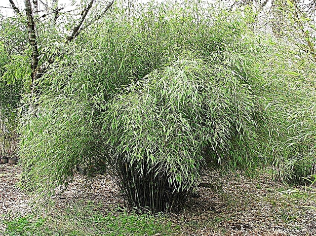 Hogyan növekszik a bambusz a dugványokból Bambuszdarabok ültetése