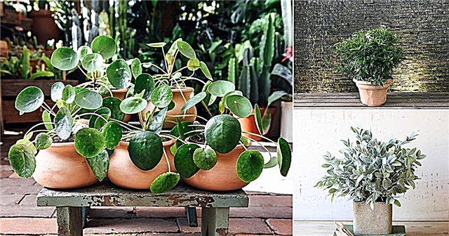 14 дивовижних рослин з позитивною енергією для дому та офісу
