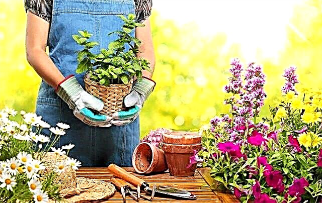 כיצד לגדל צמחים במרפסת שתילת גן מרפסת