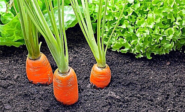 Pflanzen von Karottenbegleitern | Begleitpflanzen für Karotten