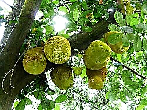 Hvordan dyrke Jackfruit Voksende Jackfruit & Tips