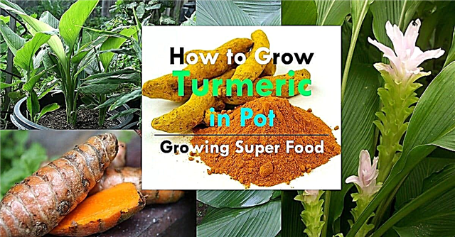 Uzgoj kurkume u posudama | Kako uzgajati kurkumu, njegu, upotrebu i pogodnosti
