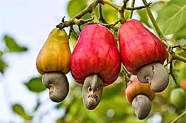 Kako gojiti indijsko drevo Gojenje indijskih oreščkov