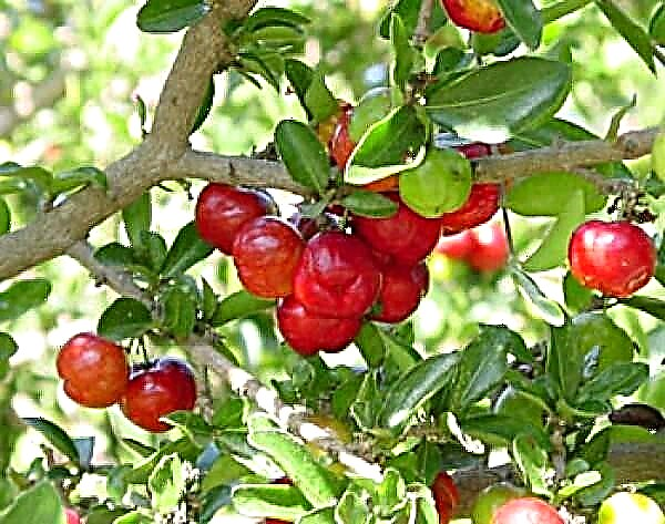 Cara Menumbuhkan Ceri Barbados | Merawat dan Menumbuhkan Acerola Cherry