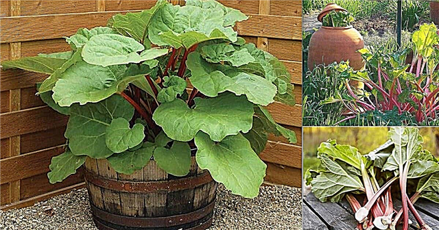Cultiver de la rhubarbe dans des pots | Comment faire pousser de la rhubarbe dans un récipient