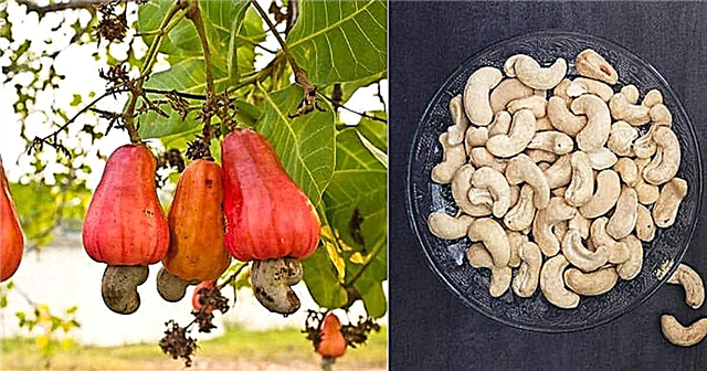 Är cashewnötter giftiga?