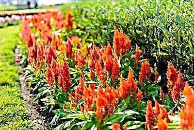 Cómo cultivar Celosia | Guía de cultivo y plantación