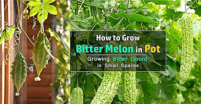 Cómo cultivar melón amargo | Cultivo de calabaza amarga en macetas