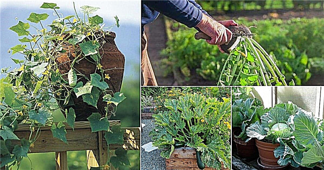 24 зеленчука, които растат от резници ... Номер 4 ще ви изненада