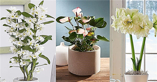 13 innendørs planter med hvite blomster