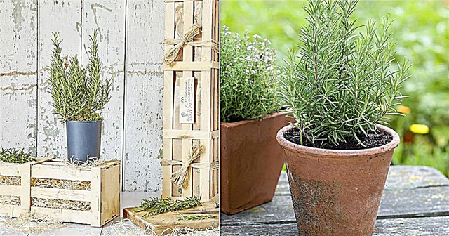 Växande rosmarin i krukor | Rosemary Plant Care