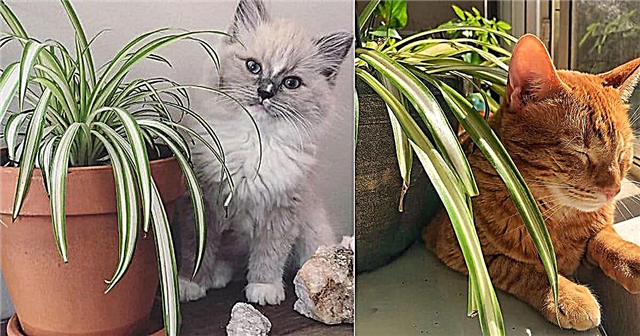 Ar voriniai augalai yra nuodingi katėms? Ar voriniai augalai yra toksiški?