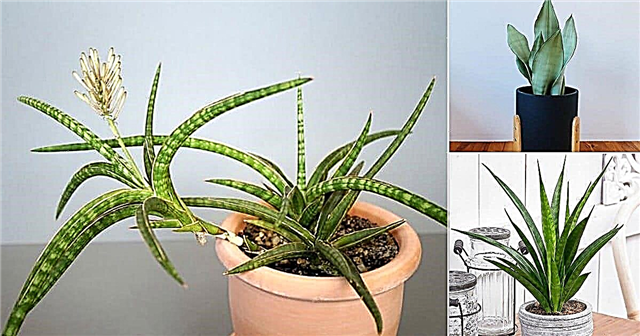 23 प्रकार के साँप पौधे विभिन्न प्रकार के हैं जो आप घर के अंदर उग सकते हैं