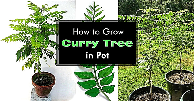 Cultivo de curry deixa planta | Como Cultivar Curry Tree
