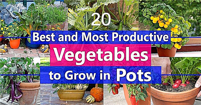 Τα καλύτερα λαχανικά για καλλιέργεια σε γλάστρες | Τα περισσότερα παραγωγικά λαχανικά για εμπορευματοκιβώτια