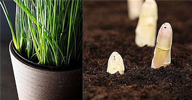 6 พืชกินได้ที่เติบโตในความมืดโดยไม่มีที่ว่าง!