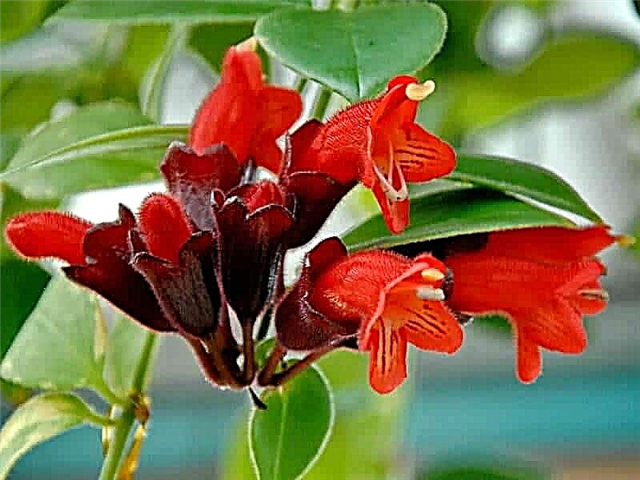 Lipstick Plant Care and Growing Guide