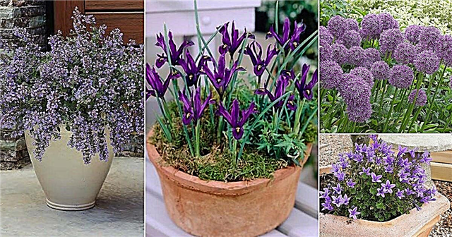 18 τύποι βιολετί λουλουδιών | Τα καλύτερα λουλούδια βιολετί χρώματος