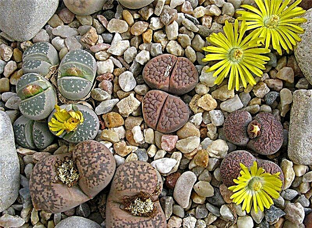 Lithops Care | Lithops Growing and Planting Guide