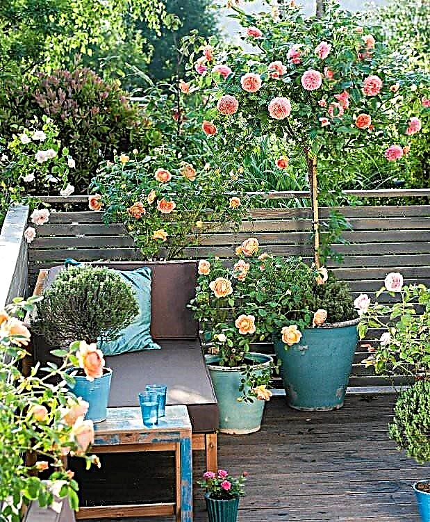 Väike roosiaed | Rooside kasvatamine konteinerites (rõdu, siseõu ja terrass)