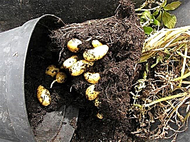 Cultiver des pommes de terre dans des conteneurs | Comment faire pousser des pommes de terre dans des pots