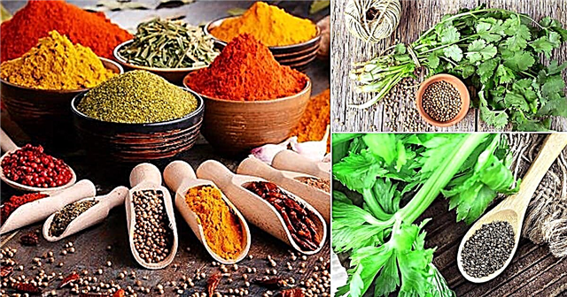 15 Herbal yang Dapat Anda Tumbuhkan dari Rak Rempah