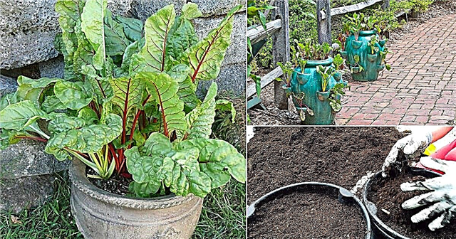 Coltivazione di bietole in vaso | Come piantare la bietola svizzera nei contenitori