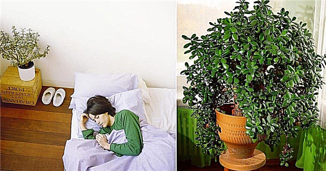 7 benefícios comprovados cientificamente para a planta de jade