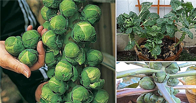 용기에서 성장하는 브뤼셀 콩나물 | 냄비에 브뤼셀 새싹을 재배하는 방법