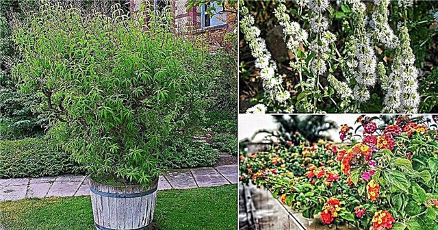 17 καλύτερα φυτά απωθητικών κουνουπιών | Φυτά που απωθούν τα κουνούπια