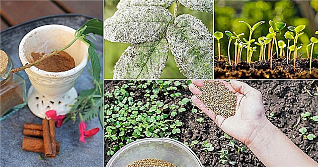 Chytré způsoby, jak používat koření a bylinky v zahradě