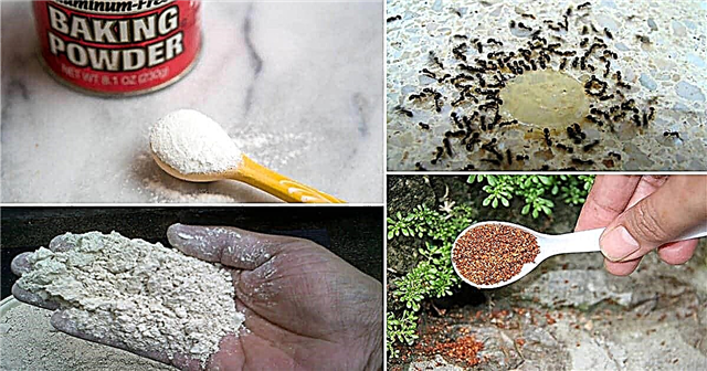 30 naravnih domačih zdravil, da se znebite mravelj od doma in vrta