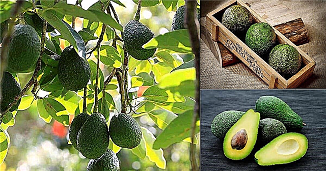 Is avocado een groente of fruit?