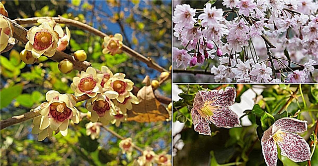 18 zimskih cvjetnih grmova koji dobro izgledaju u zimskom vrtu