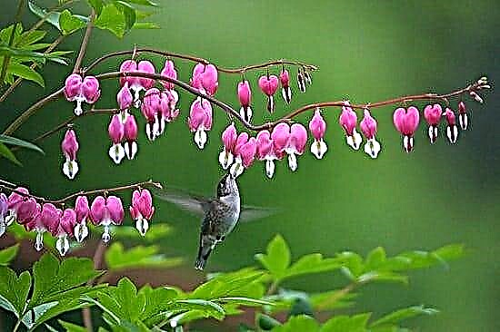 10 najlepších rastlín pre kolibríky Rastliny, ktoré lákajú kolibríky