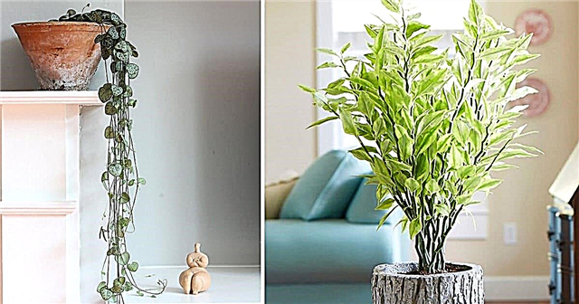 22 Succulents Toleran Naungan Untuk Tumbuh di Tempat Tidak Ada Tumbuh
