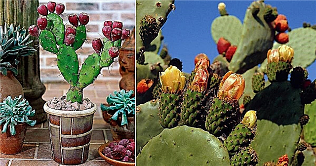 Уход и выращивание кактуса опунции | Как вырастить опунцию
