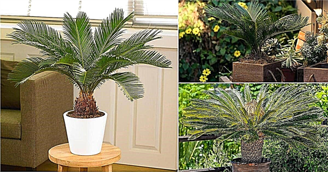 Sago Palm Care | Kasvaa Sago Palmia kontteissa