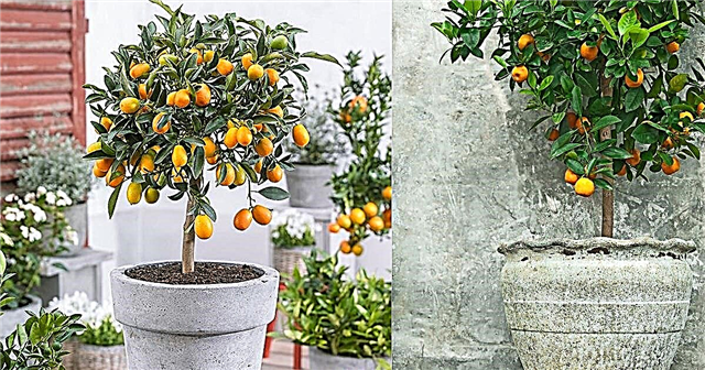 コンテナ用の5つの最高の柑橘類の木（鍋で育つ柑橘類）